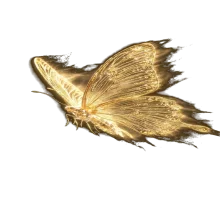 Mariposa Oro Aura #1